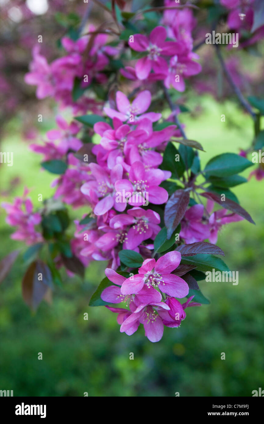 Cherry Blossom in Arnold Arboretum, Plaine de la Jamaïque, Boston, Massachusetts, USA Banque D'Images