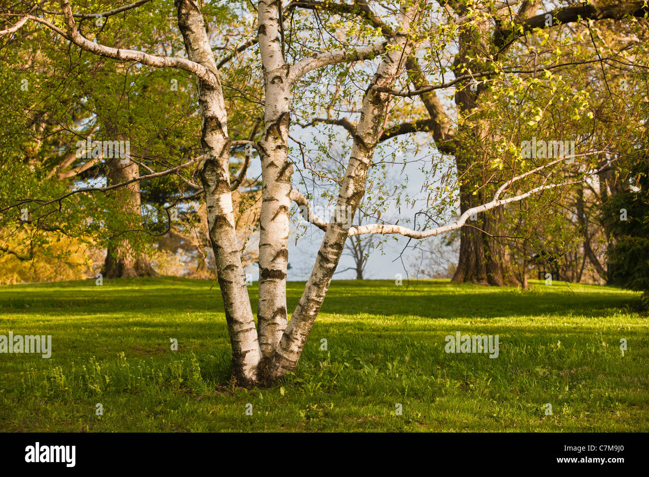 Bouleau dans Arnold Arboretum, Plaine de la Jamaïque, Boston, Massachusetts, USA Banque D'Images