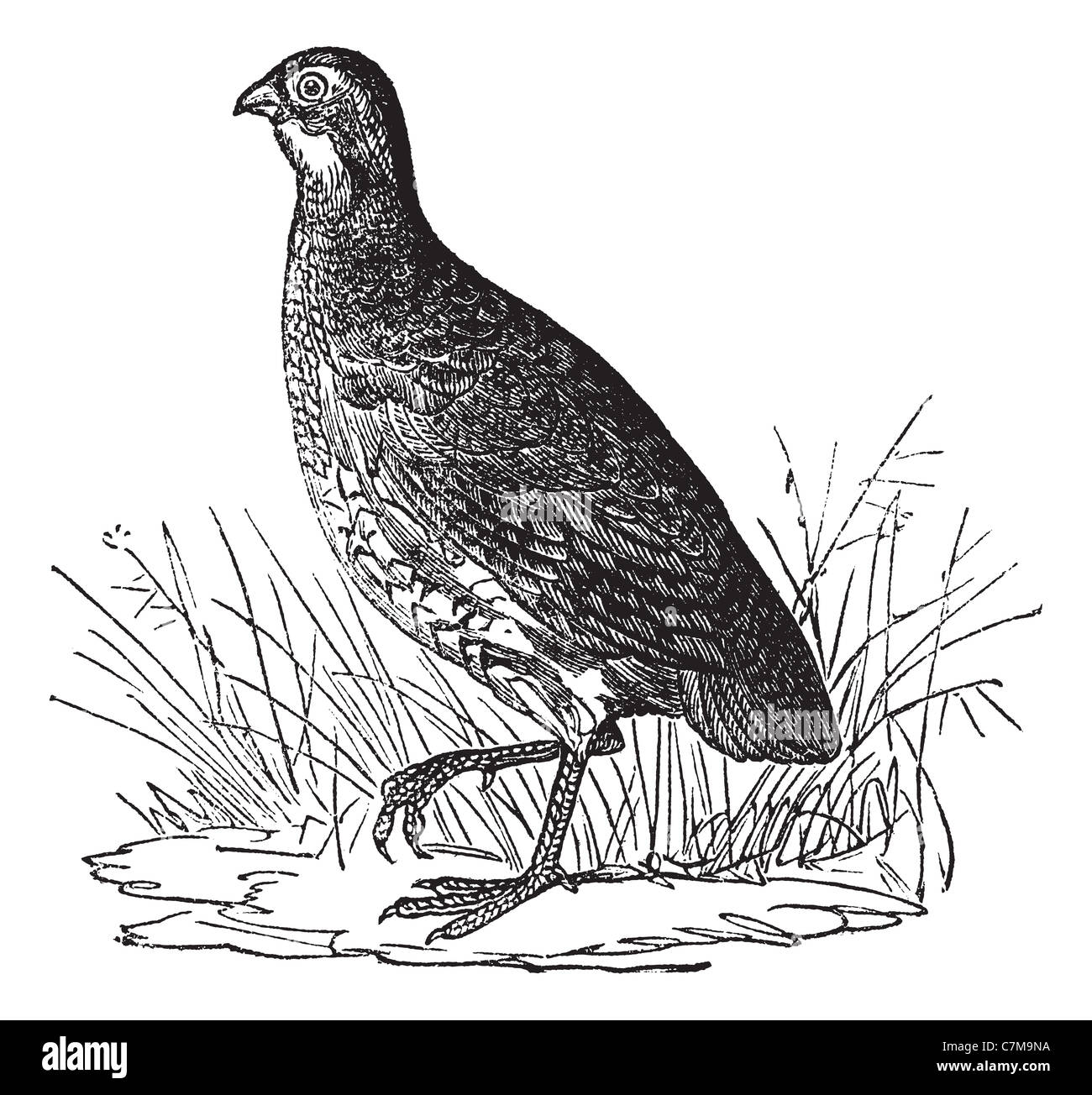 Colin de Virginie ou cailles ou Colinus virginianus, vintage engraved illustration. Encyclopédie Trousset (1886 - 1891). Banque D'Images