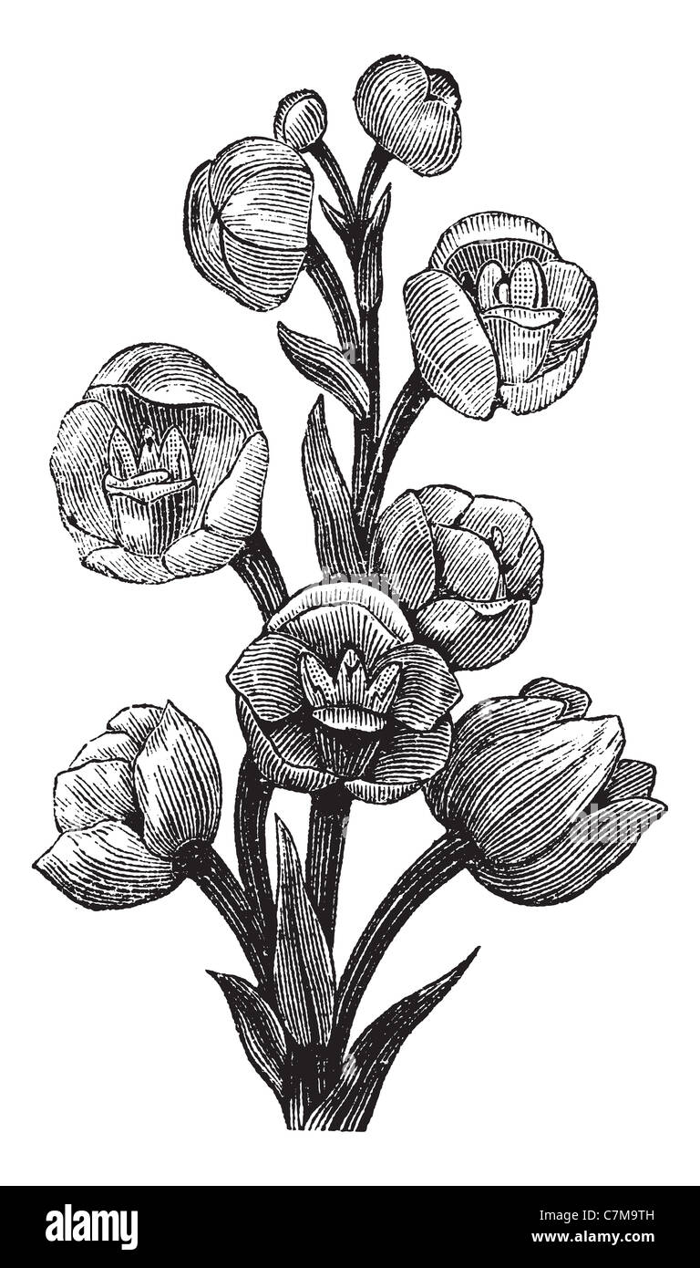 Peristeria elata, vintage engraved illustration. Encyclopédie Trousset (1886 - 1891). Banque D'Images