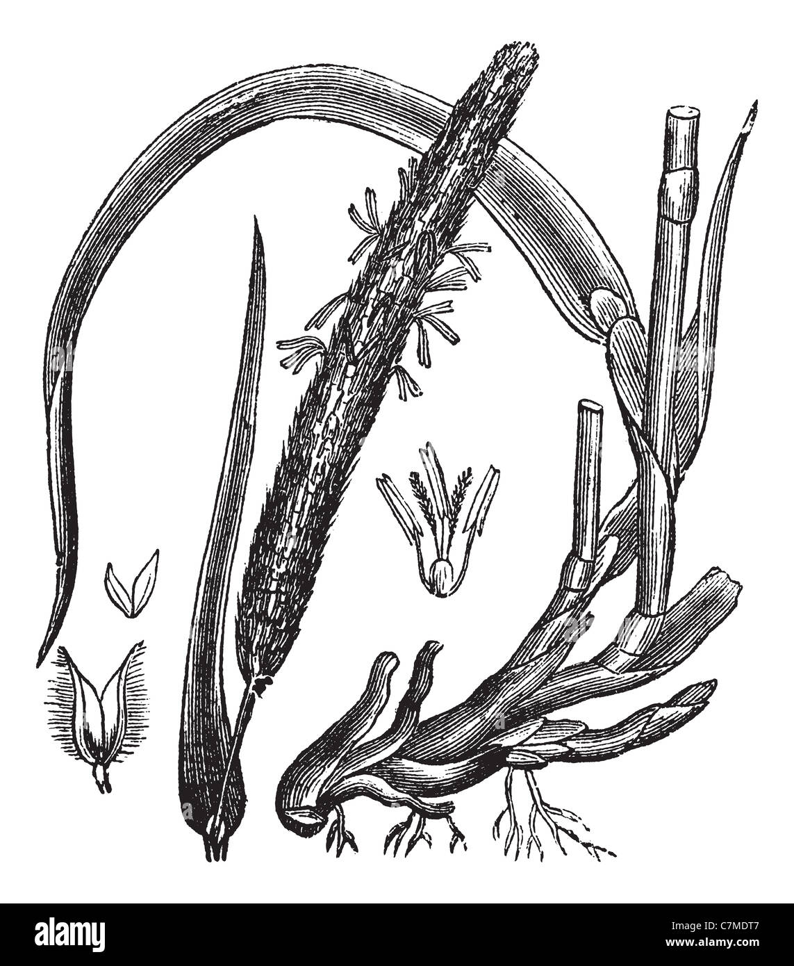Timothy-grass (Phleum pratense), vintage engraved illustration.encyclopédie Trousset (1886 - 1891). Banque D'Images