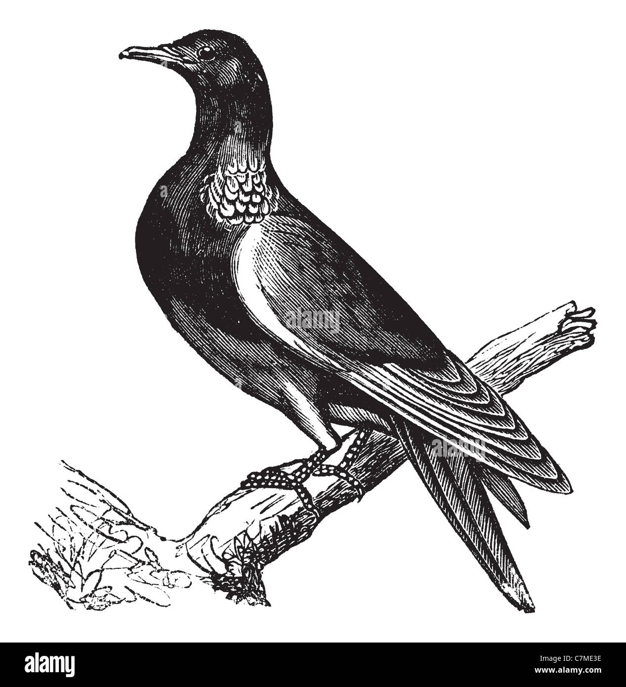 Pigeon ramier, commune vintage engraved illustration. Bois commun Pigeon perché sur tronc d'arbre.encyclopédie Trousset (1886 - 1891). Banque D'Images