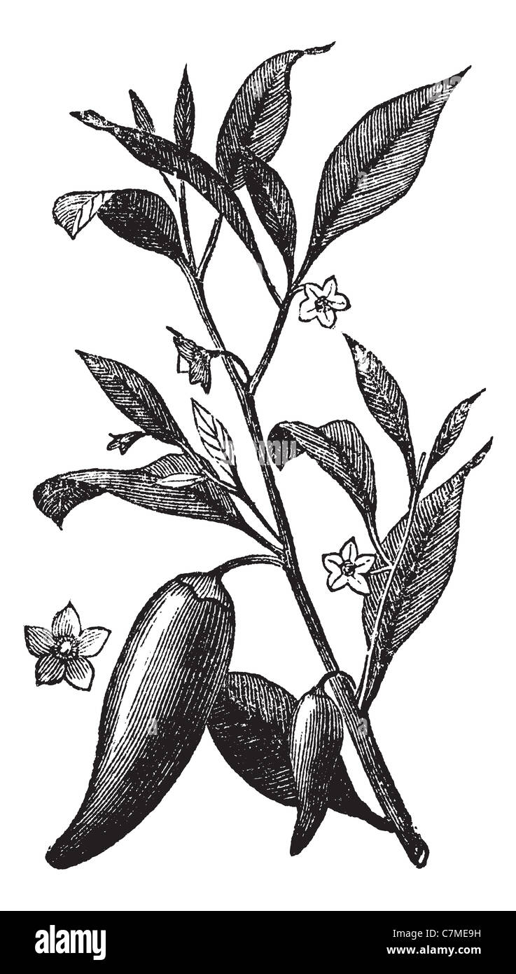 Piment annuel (Capsicum annuum) ou du Mississippi, poivre sport vintage engraved illustration. Encyclopédie Trousset (1886 - 1891). Banque D'Images