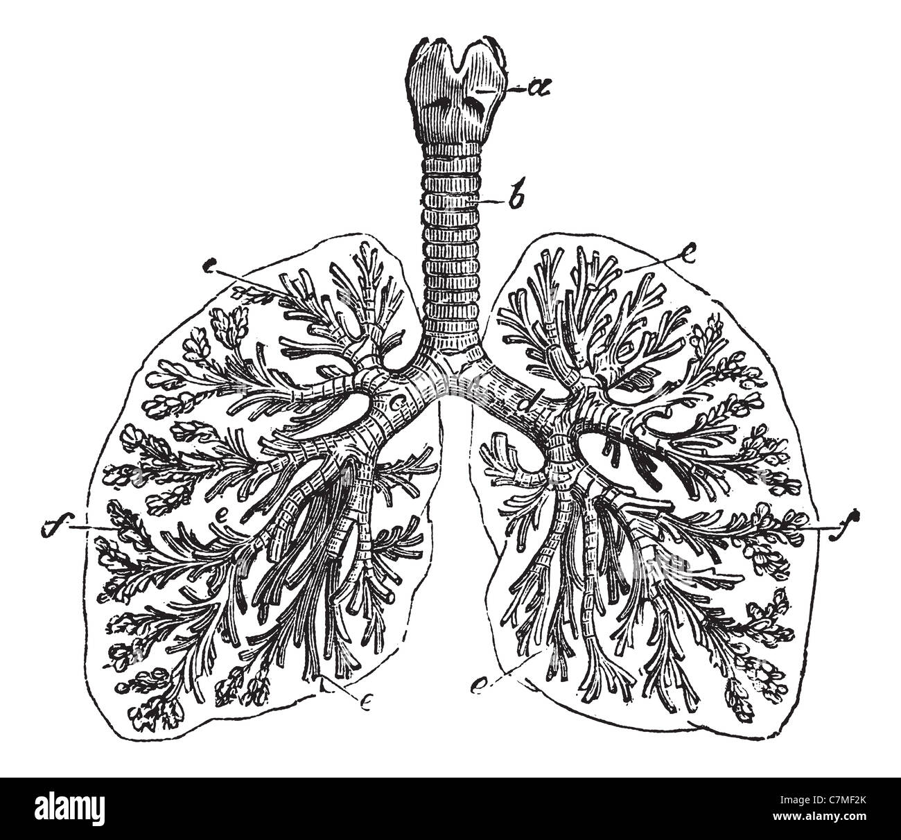 Les poumons de l'homme, gravure d'époque. Vieille illustration gravée de poumons de l'homme structure avec le fonctionnement des pièces. Banque D'Images