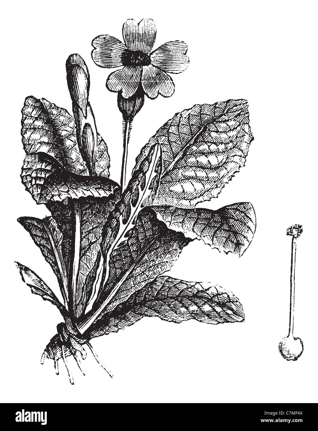 Coucou bleu ou Primula veris ou Plumrocks, gravure d'époque. Vieille illustration gravée de coucou bleu isolé sur un fond blanc. Banque D'Images