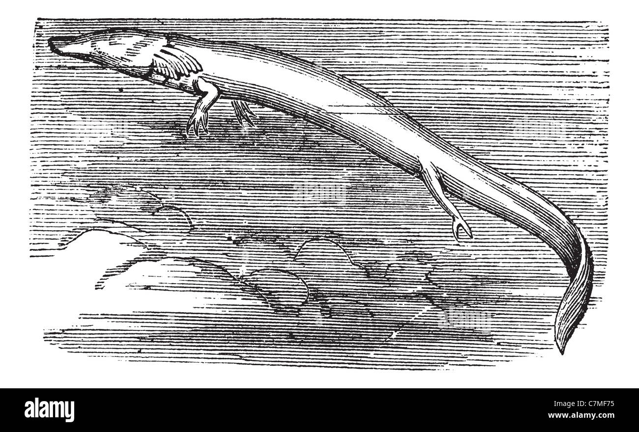 Olm ou Proteus anguinus ou une grotte ou salamandre Salamandre Blanche, gravure d'époque. Vieille illustration gravée d'OLM dans l'eau Banque D'Images