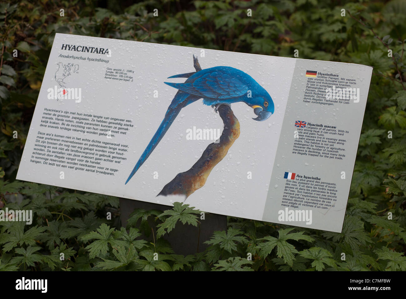 Signe d'identification des espèces. Hyacinthine Macaw. Burgers Zoo, les Pays-Bas. La Hollande. Banque D'Images