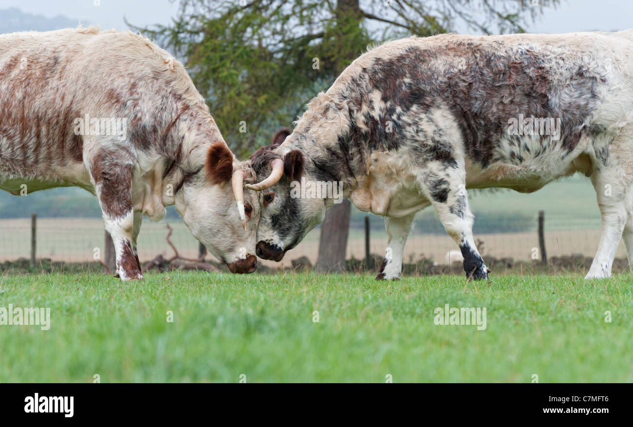 Longhorn vaches dans la campagne de l'Oxfordshire. UK Banque D'Images