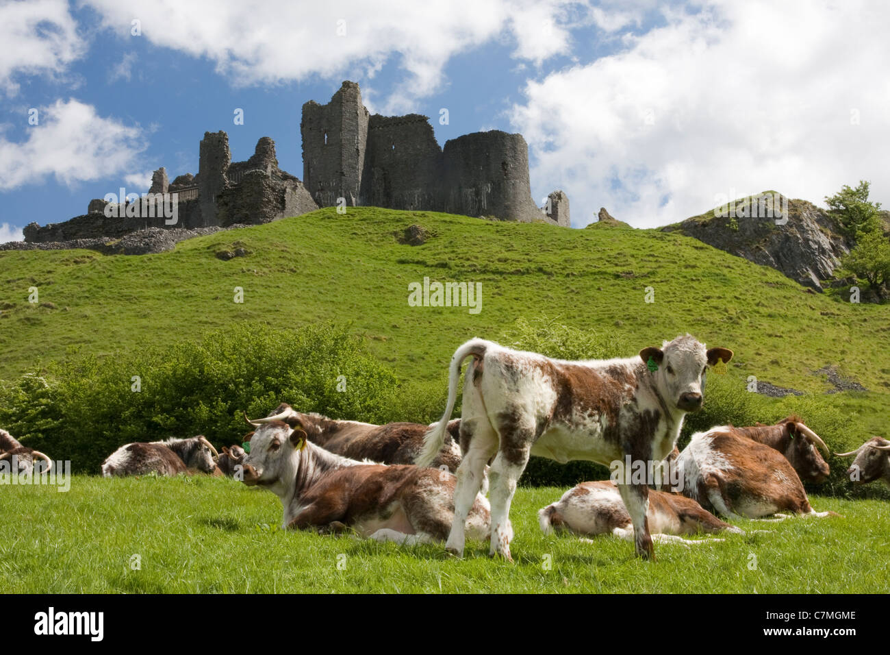 Longhorn Durham le pâturage du bétail, Carreg Cennen Castle, Montagne Noire, Carmarthenshire, Pays de Galles du Sud Banque D'Images