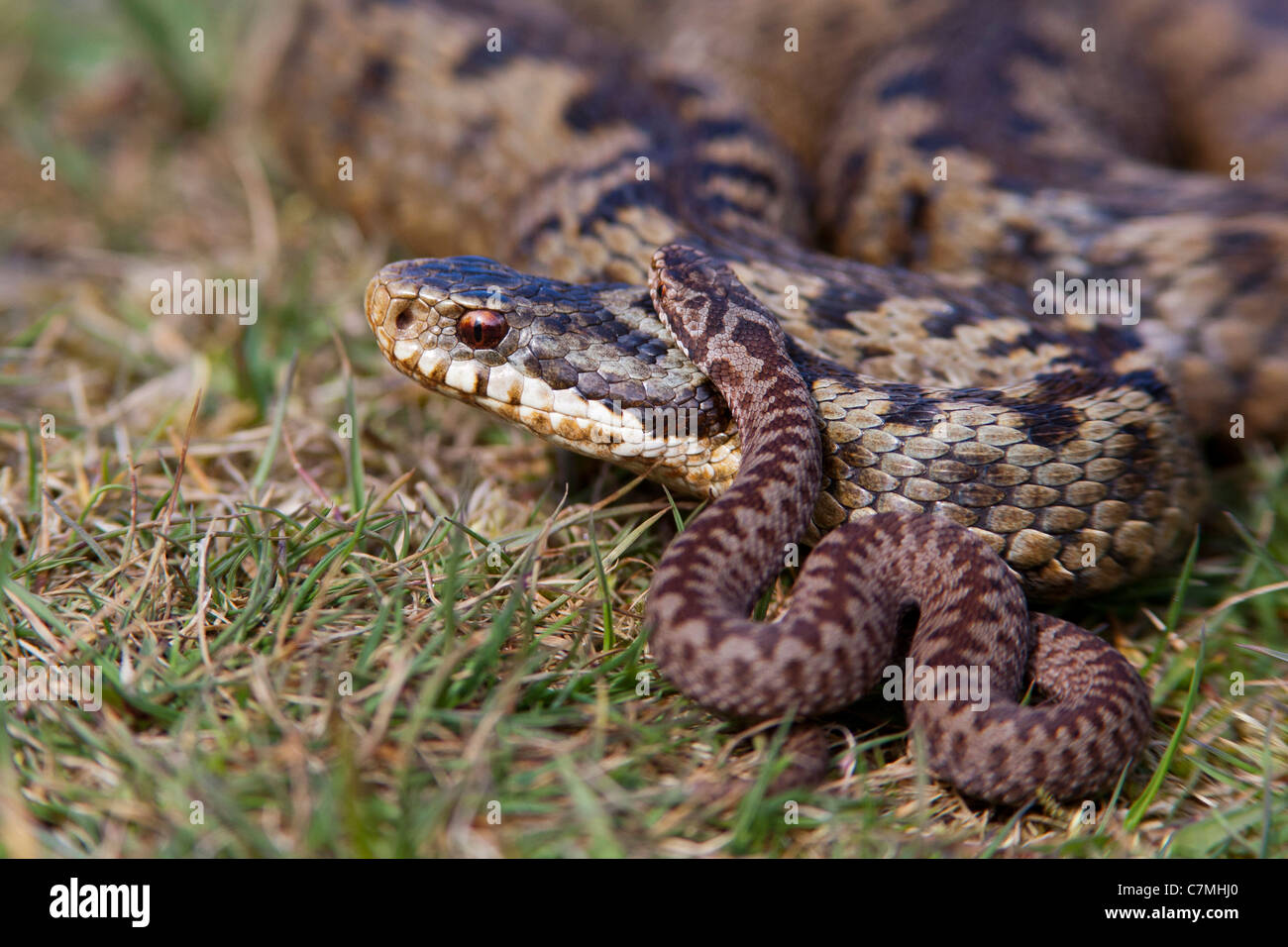 Adder serpent et les jeunes Banque D'Images