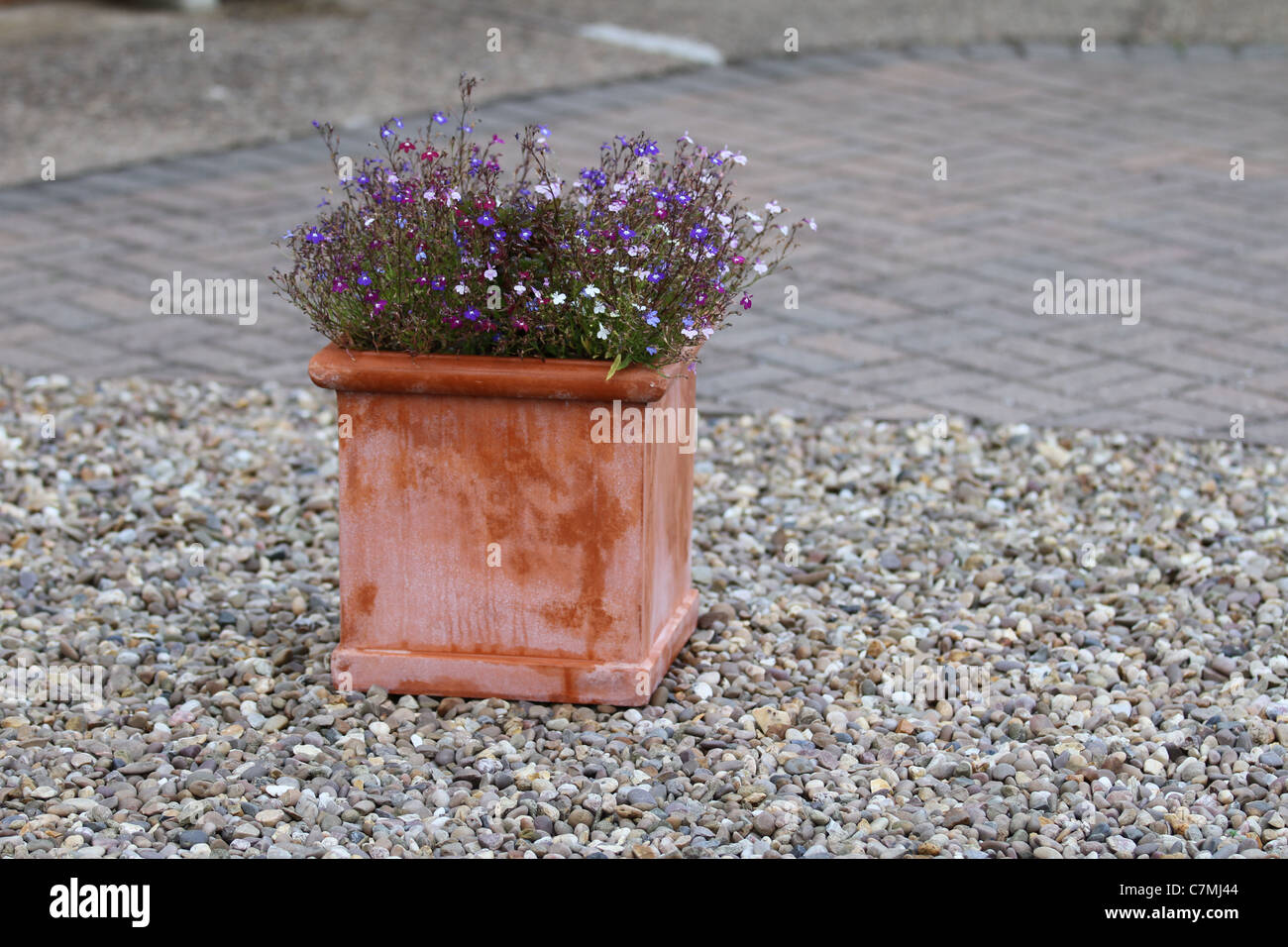 Le gravier dur avec un semoir en terre cuite rouge place sur elle, de petites fleurs bleu et blanc gravier gris répartis uniformément à travers le jardin Banque D'Images
