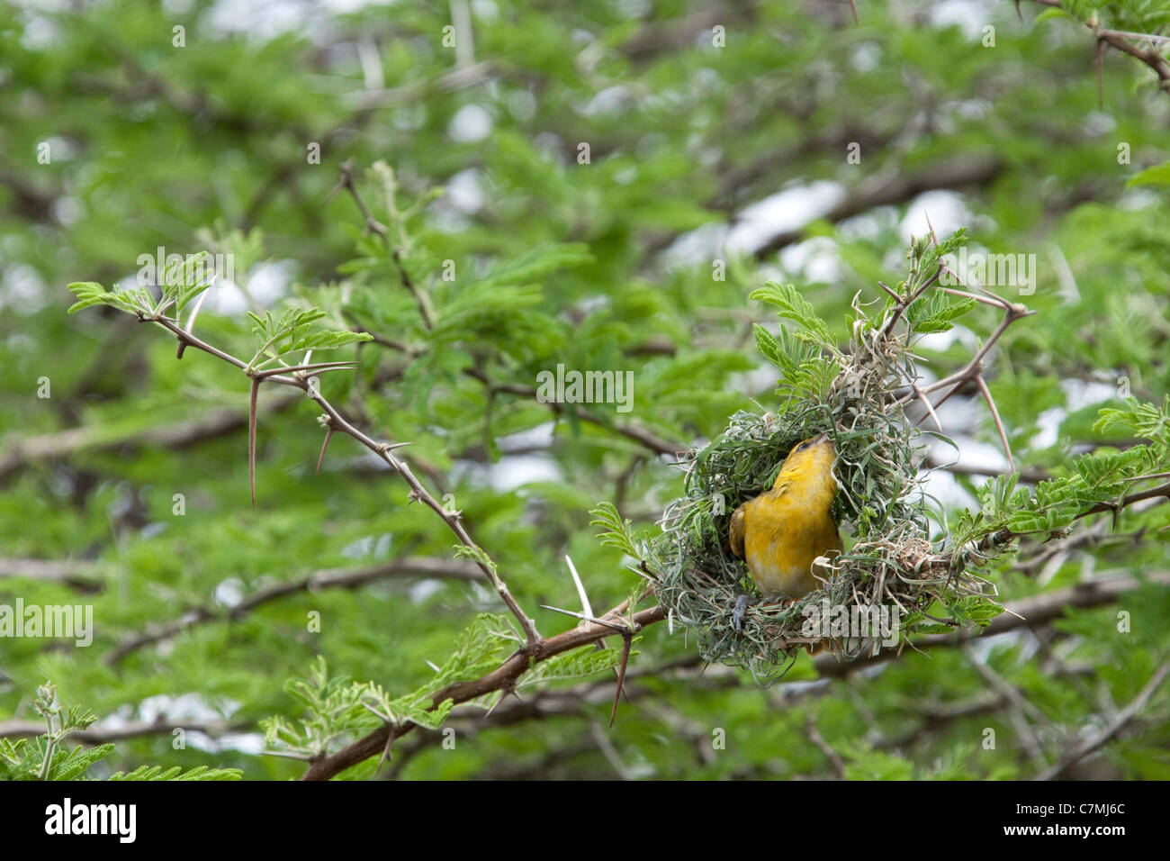 Village Weaver (Ploceus cucullatus). Dans le processus de construction du nid. Mkhuze Game Reserve. Kwazulu-Natal, Afrique du Sud. Banque D'Images