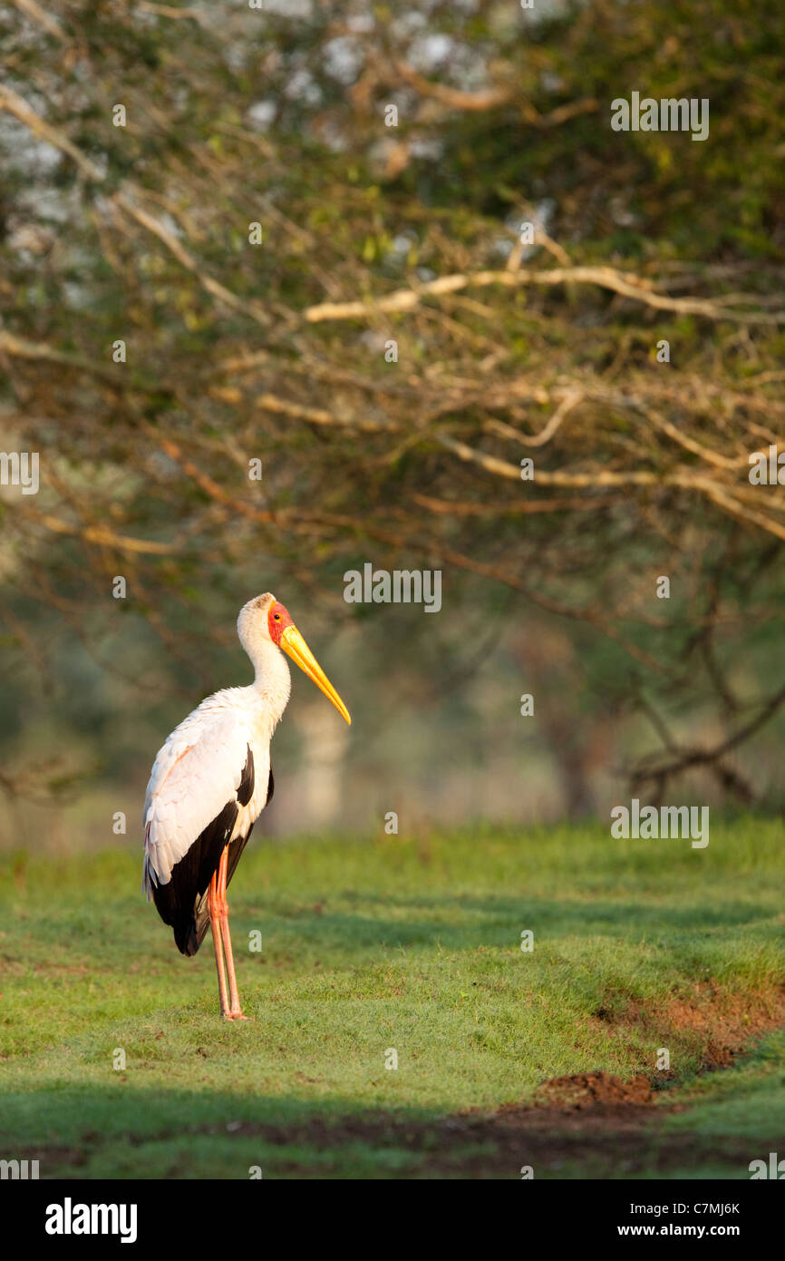 Yellow-billed Stork (Mycteria ibis). Ndumo Game Reserve, Kwazulu-Natal, Afrique du Sud. Novembre 2010. Banque D'Images