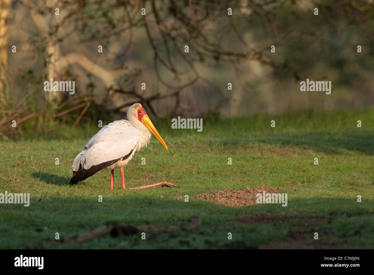 Cigogne à bec jaune (Mycteria ibis) au repos. Ndumo Game Reserve, Kwazulu-Natal, Afrique du Sud. Novembre 2010. Banque D'Images