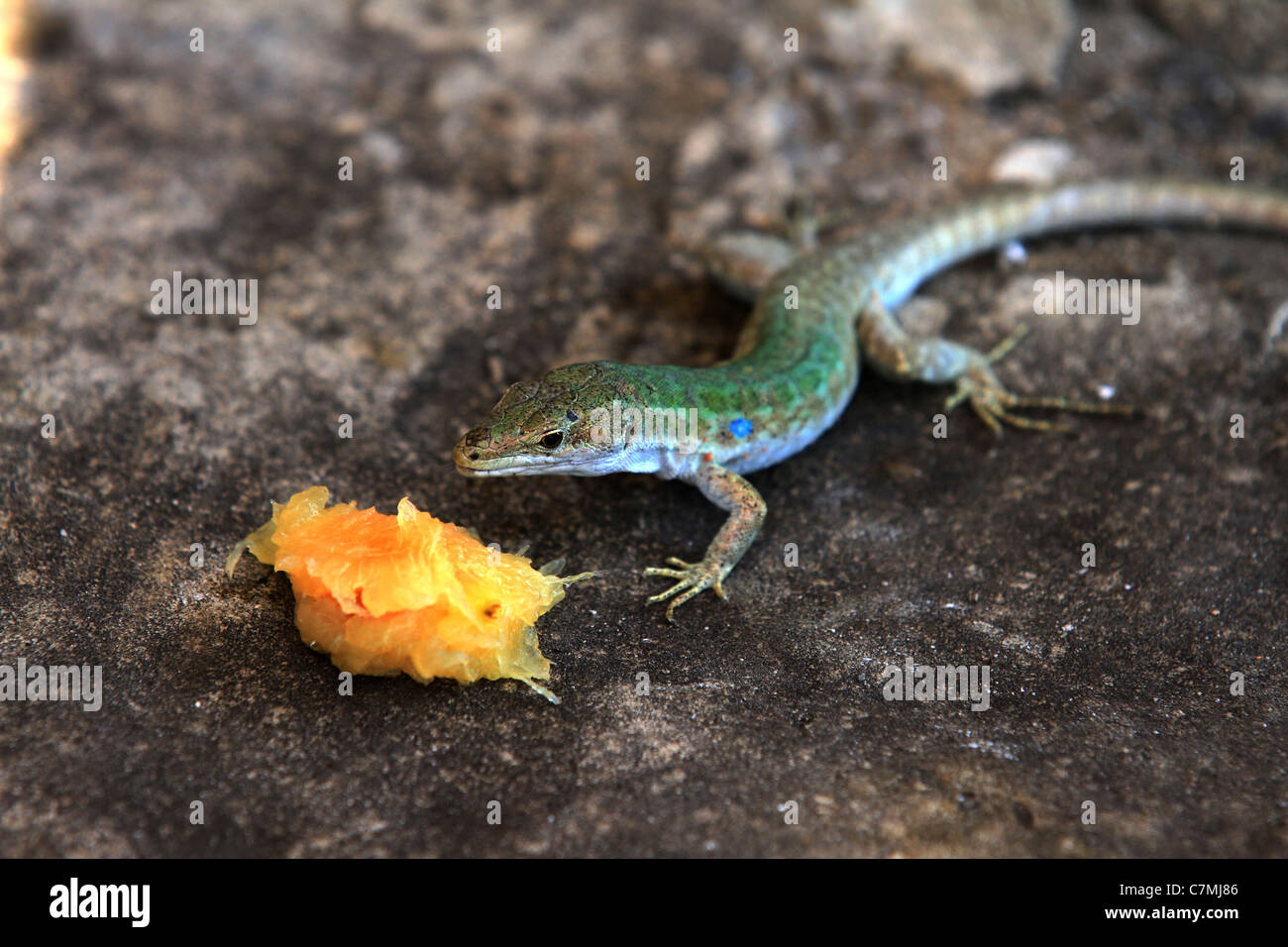 Le lézard vert (Lacerta viridis) est un grand lézard distribués à travers' Banque D'Images