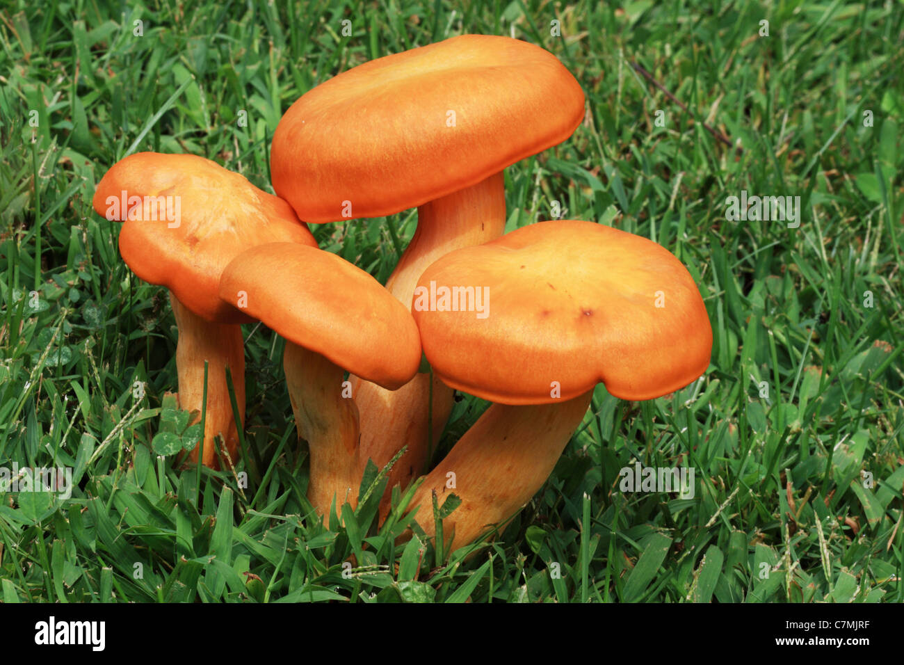 Orange jack-o-lantern groupe de champignons croissant dans une pelouse verte Banque D'Images