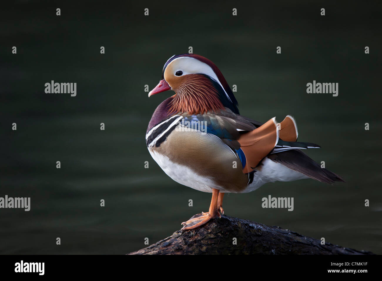 Aix mandarin Canard mandarin Canard canard coloré côté Nice drake galericulata petit homme plumage format horizontal voir Banque D'Images