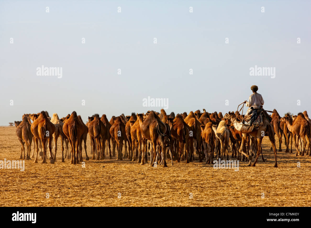 Caravane de chameaux, le nord du Soudan, Afrique Banque D'Images