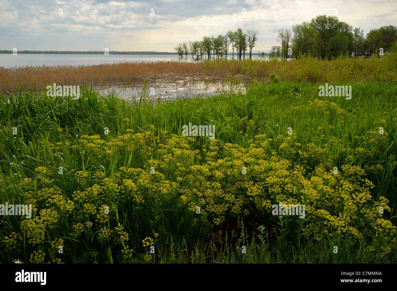 Plantes à fleurs près du lac Champlain, New York NY Banque D'Images