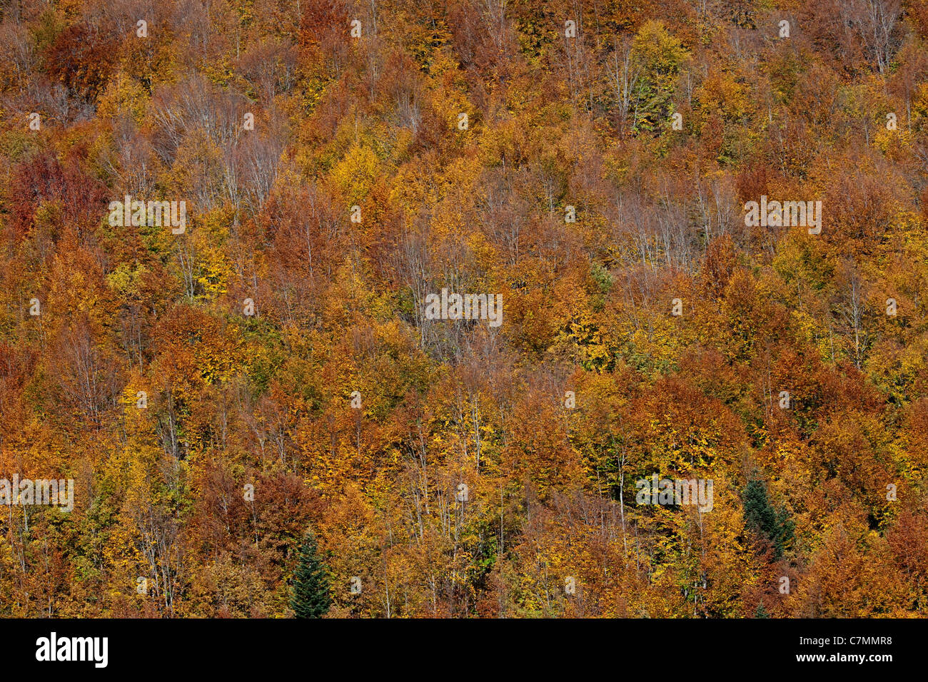 Les couleurs de l'automne Montagne Kure Turquie Kastamonu Banque D'Images