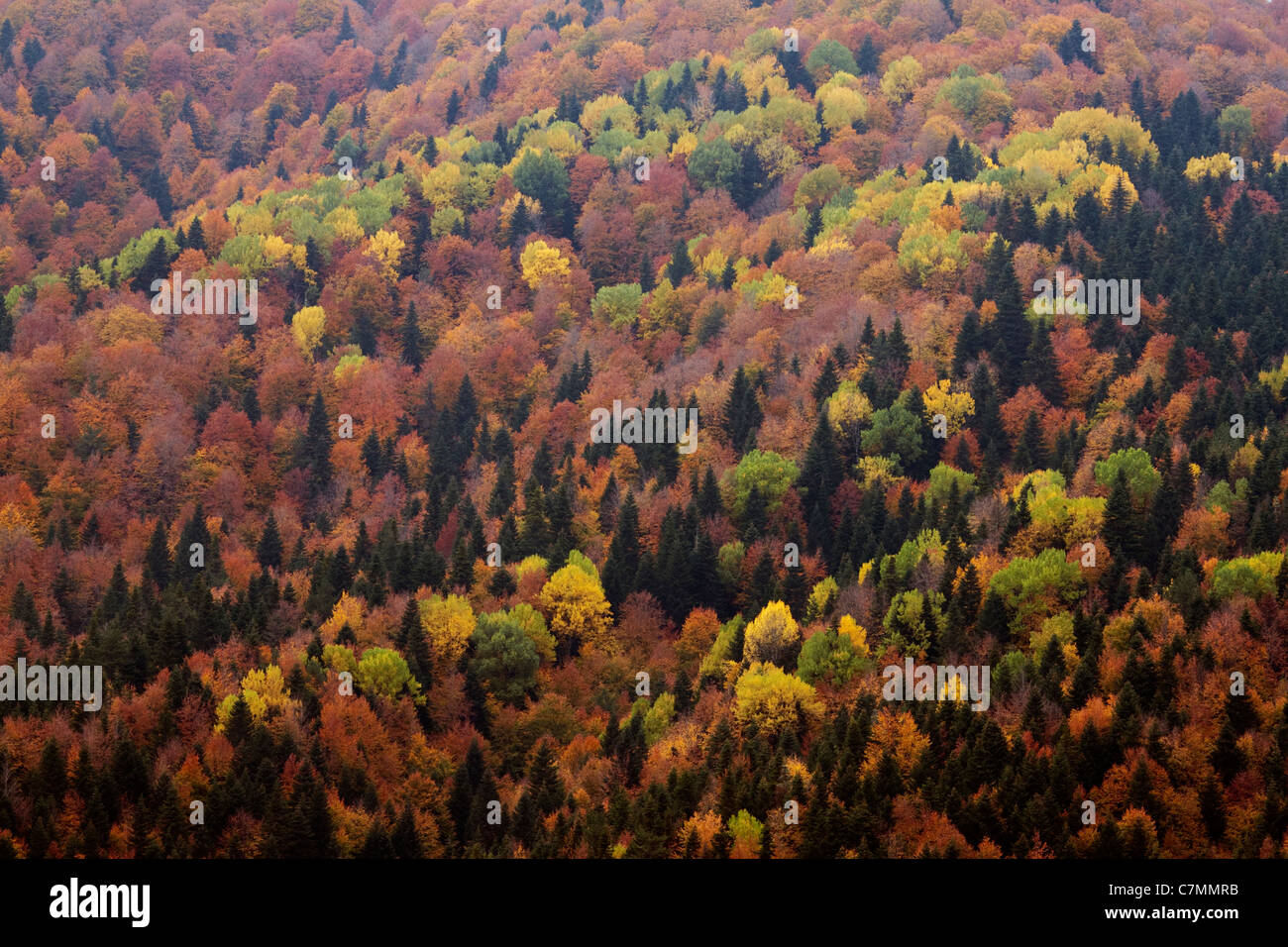 Les couleurs de l'automne Montagne Kure Turquie Kastamonu Banque D'Images