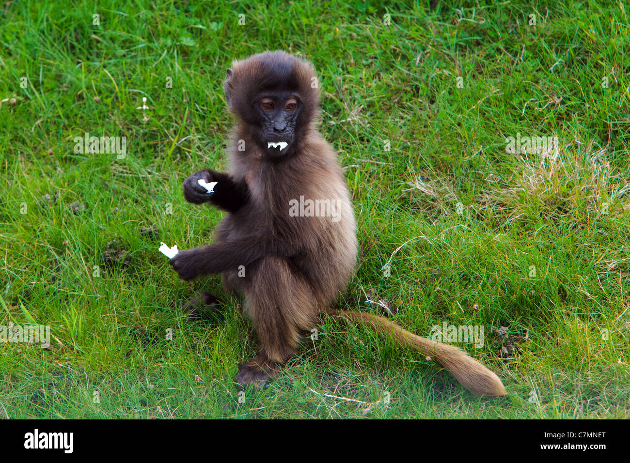 Un bébé babouin gelada Banque D'Images