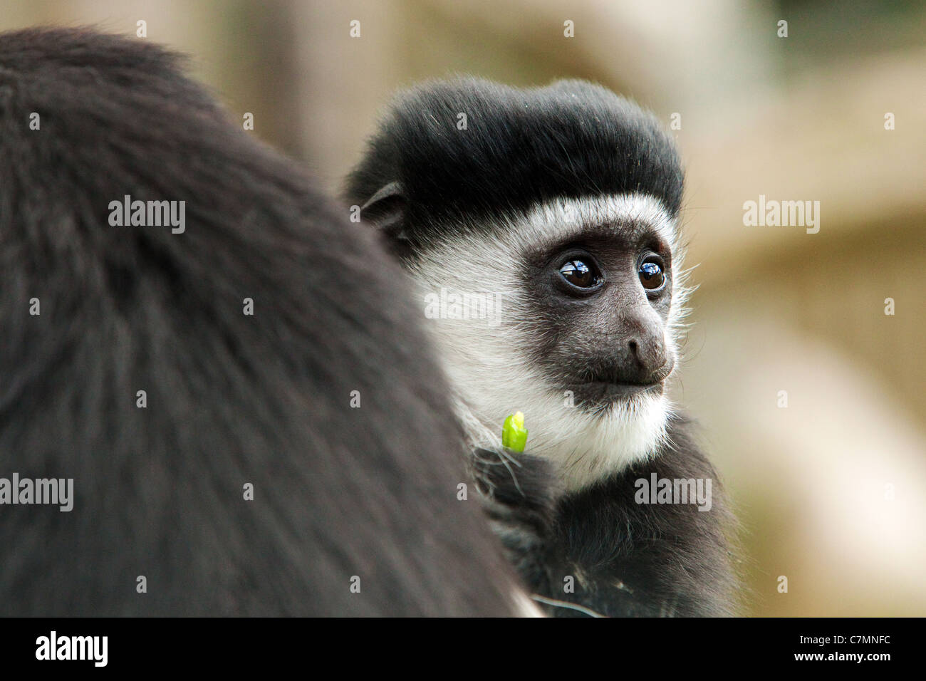 Un bébé singe colobus noir et blanc. Banque D'Images