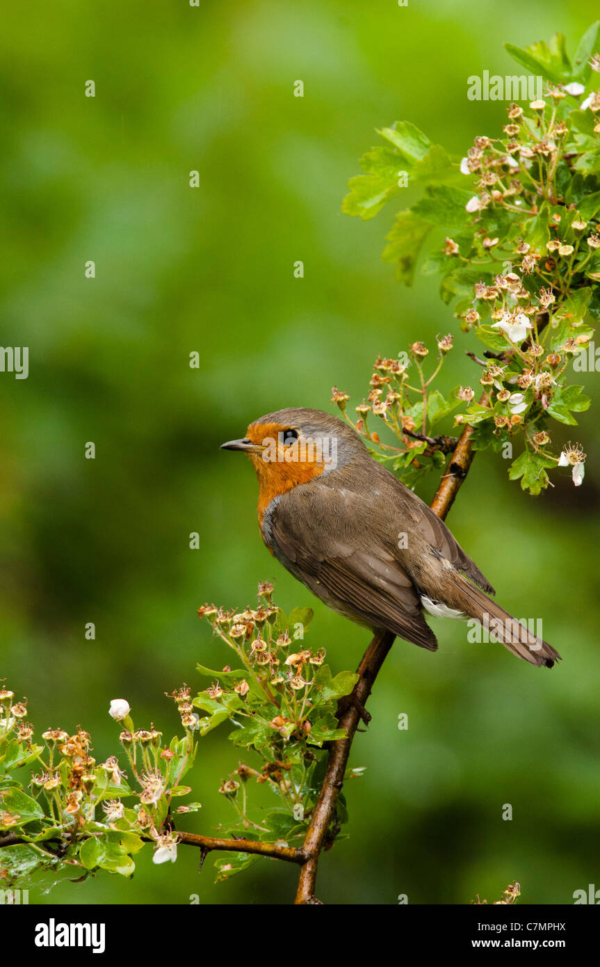 Robin assis sur un buisson d'aubépine, Hertfordshire. Banque D'Images