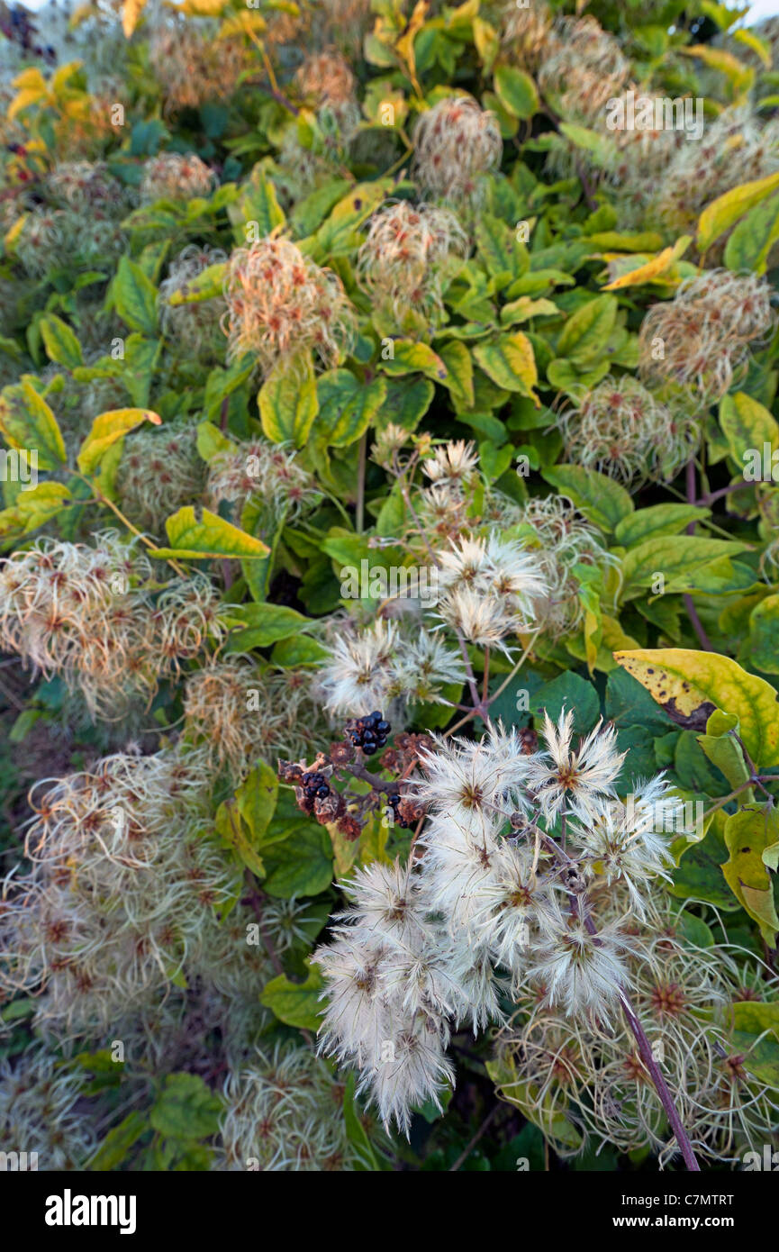 Wild Clematis fleurs et têtes de graine Banque D'Images