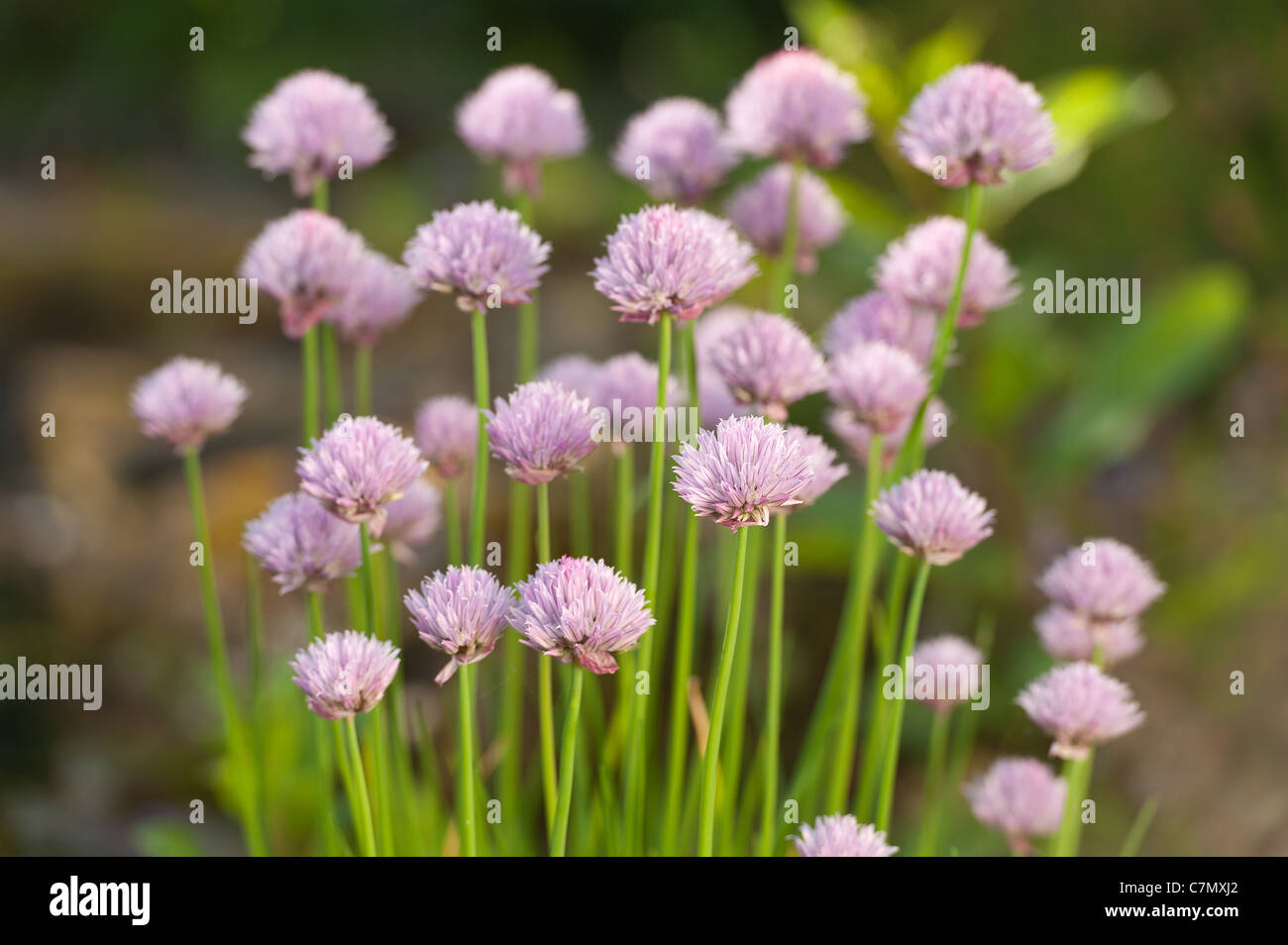 Allium schoenoprasum ciboulette fleurs ouverture seulement utilisé dans les recettes de cuisine Banque D'Images