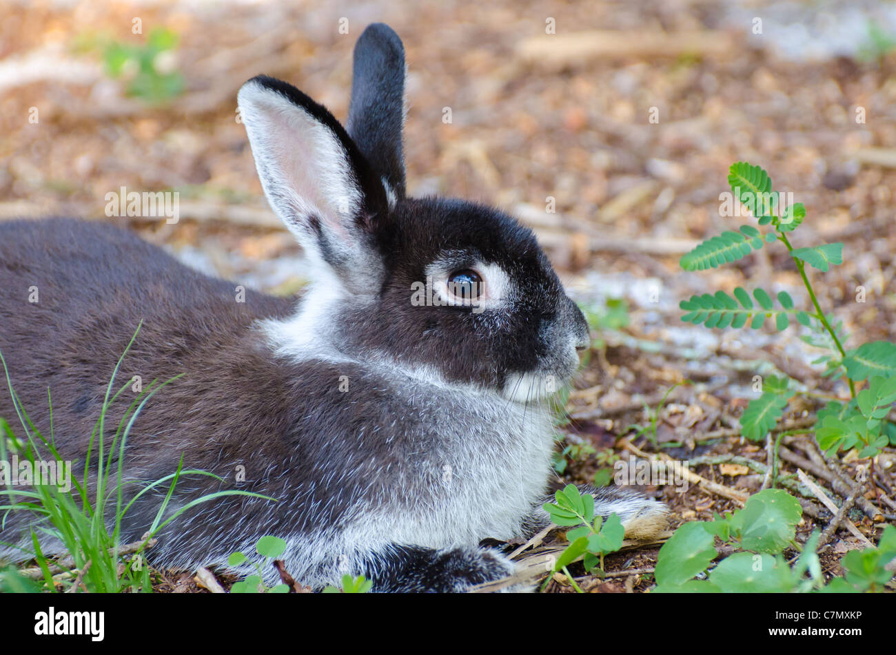 Lapin domestique noir et blanc à l'extérieur Banque D'Images