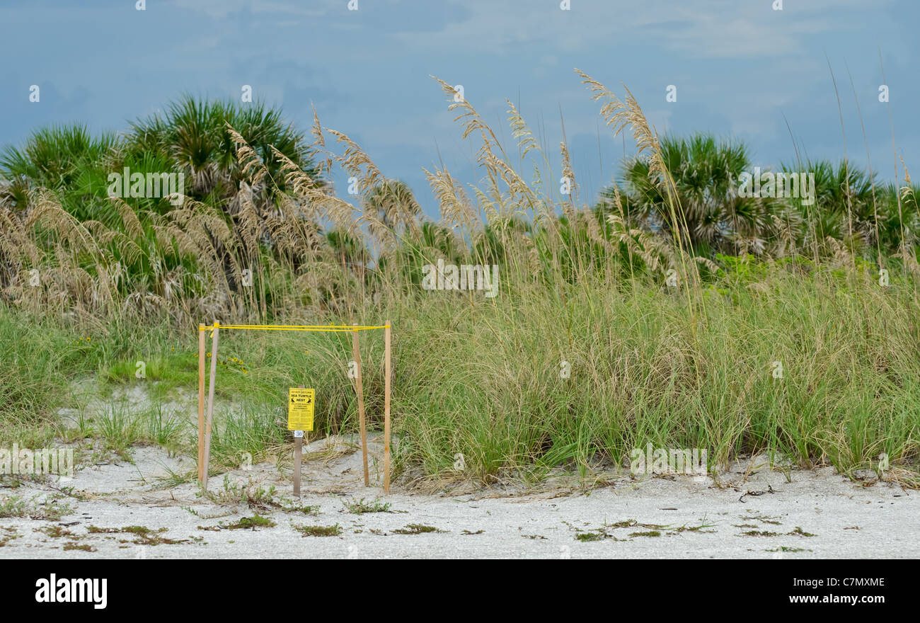 Les tortues de mer nichent à Clearwater en Floride - Honeymoon Island Banque D'Images