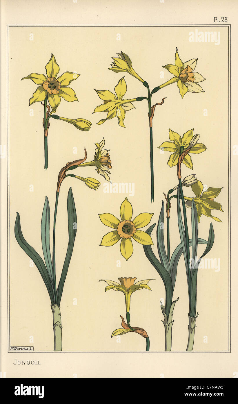 Illustration botanique de la jonquille, Narcissus jonquilla, montrant des  parties de fleur Photo Stock - Alamy