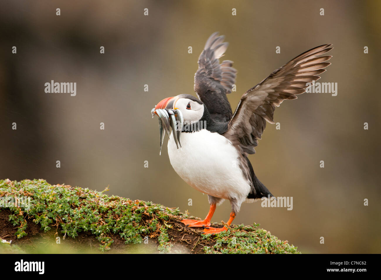 Macareux moine avec Lançon durant la saison de reproduction Banque D'Images