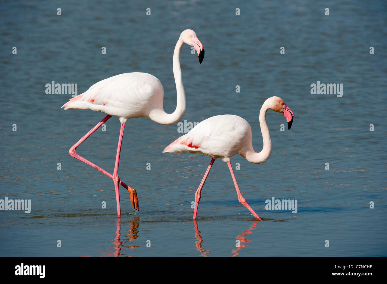 Paire de flamants roses à gué Banque D'Images