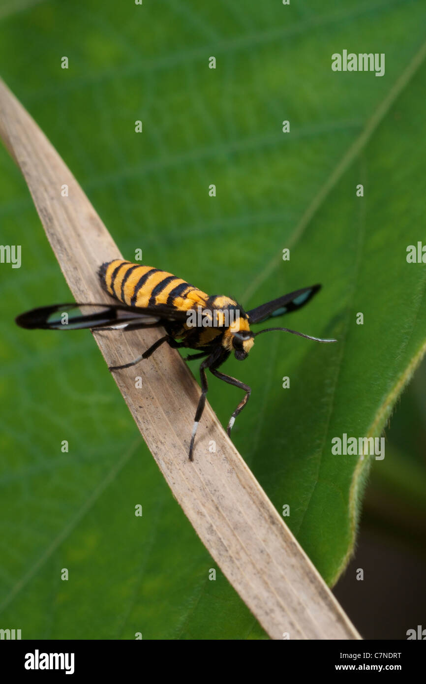 La sésie, ceryx, sphenodes à Thap Lan National Park, Thaïlande. L'on croit être une abeille guêpe ou imiter. Banque D'Images