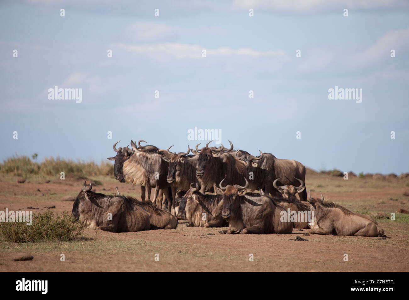 Les gnous en attente de traverser la rivière Mara au cours de la grande migration, Masai Mara, Kenya, Afrique Banque D'Images