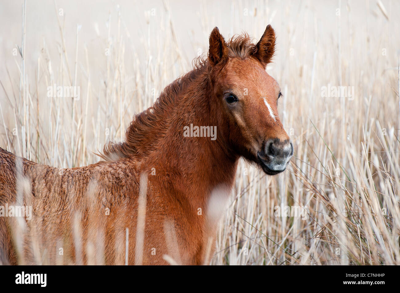 Jeune cheval de Camargue Banque D'Images