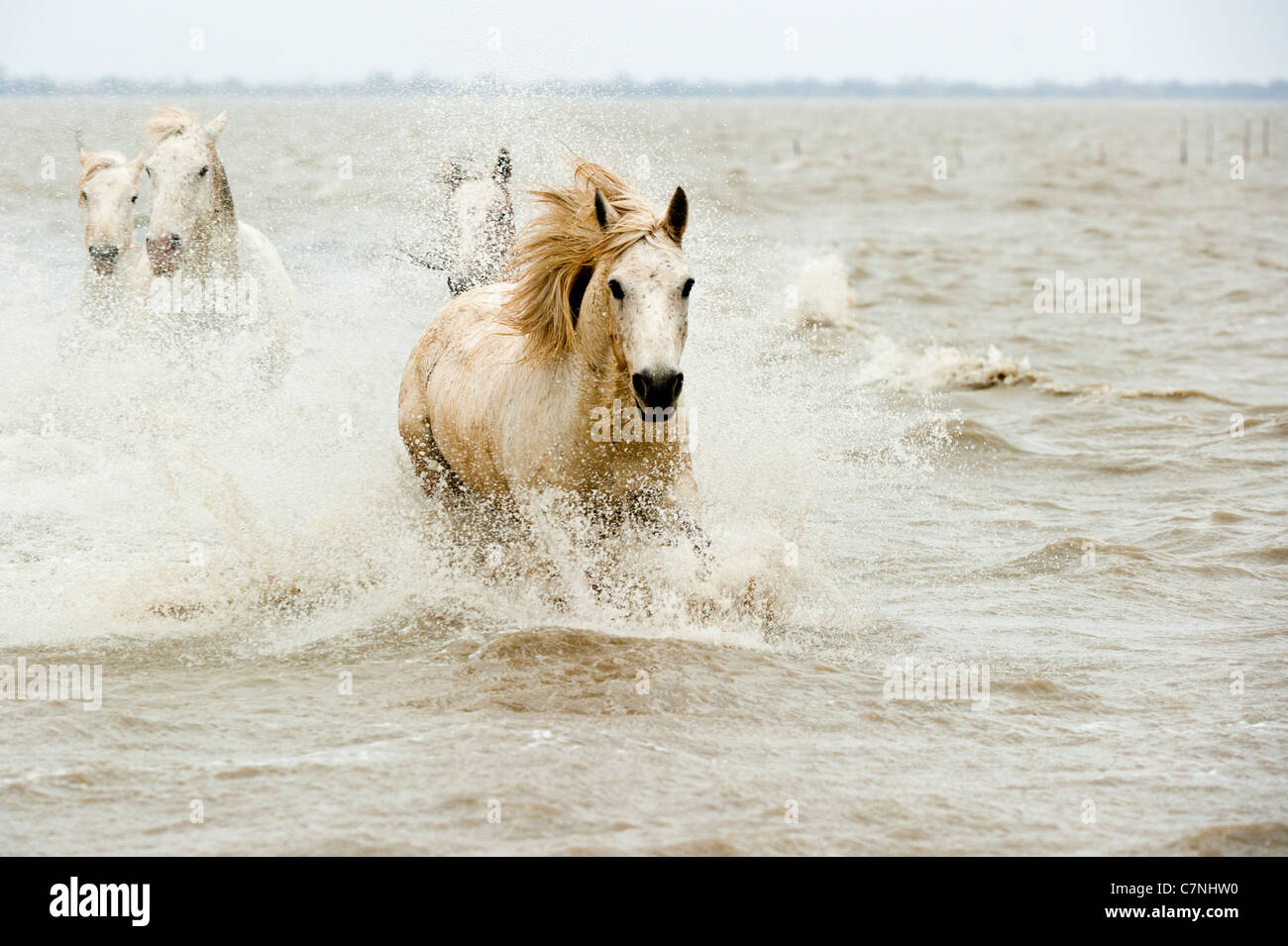 Chevaux Camargue in sea Banque D'Images