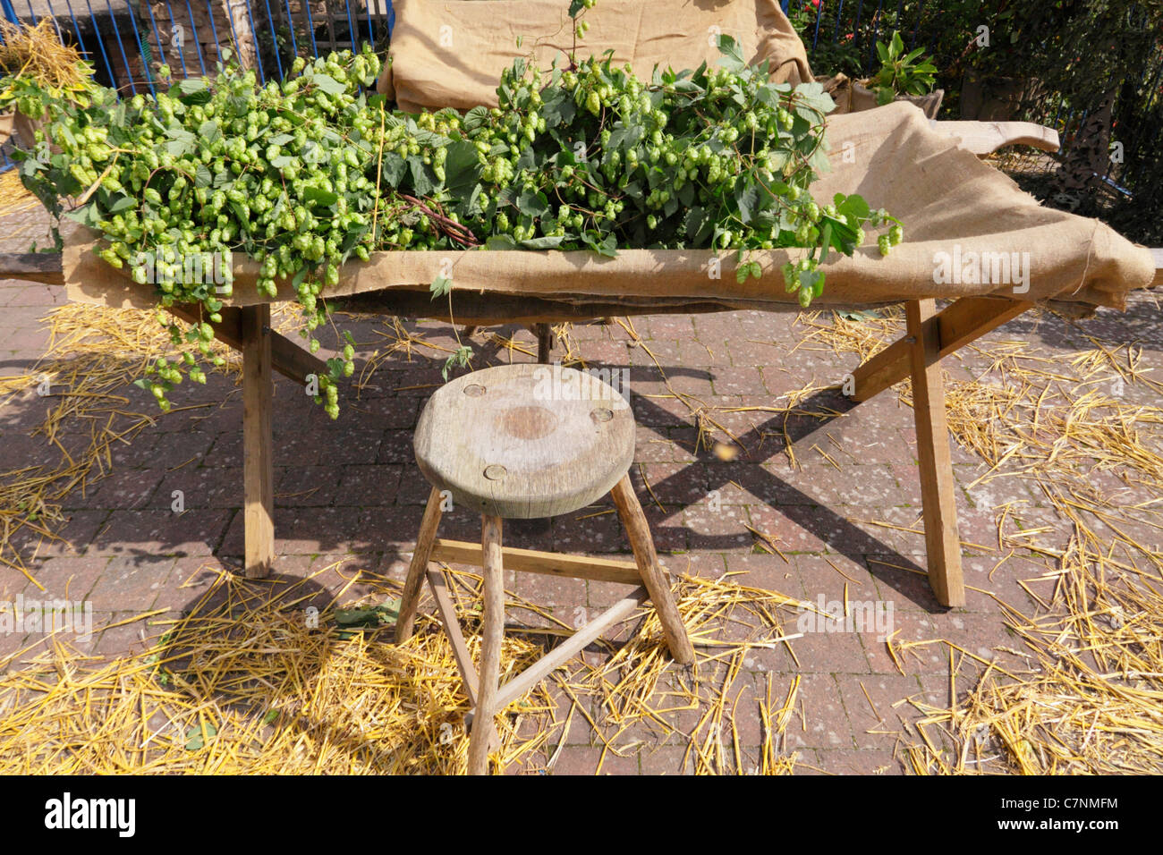 Le houblon, humulus lupulus, dans la cueillette du houblon utilisé pour lit choisi dans le houblon houblon traditionnels chantiers de préparation de la machine avant la cueillette. Banque D'Images