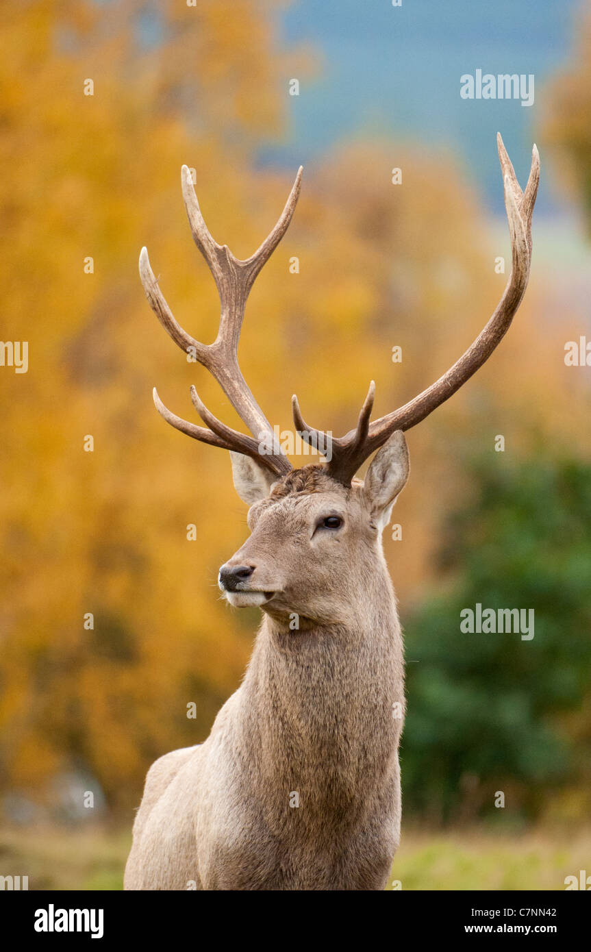 Red Deer mâle avec bois plein Banque D'Images