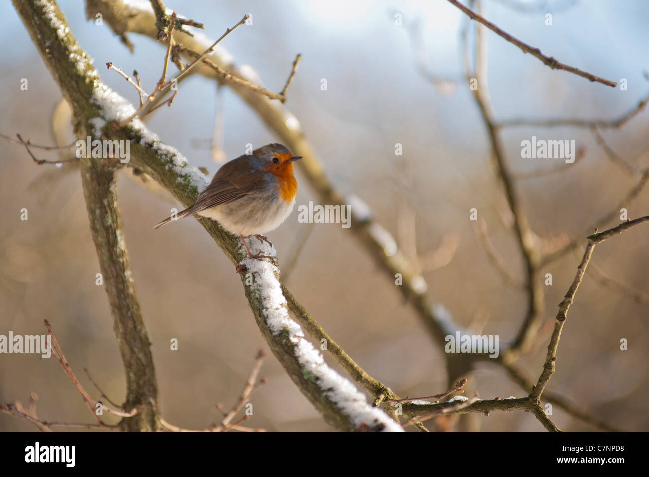 Robin de l’hiver Banque D'Images