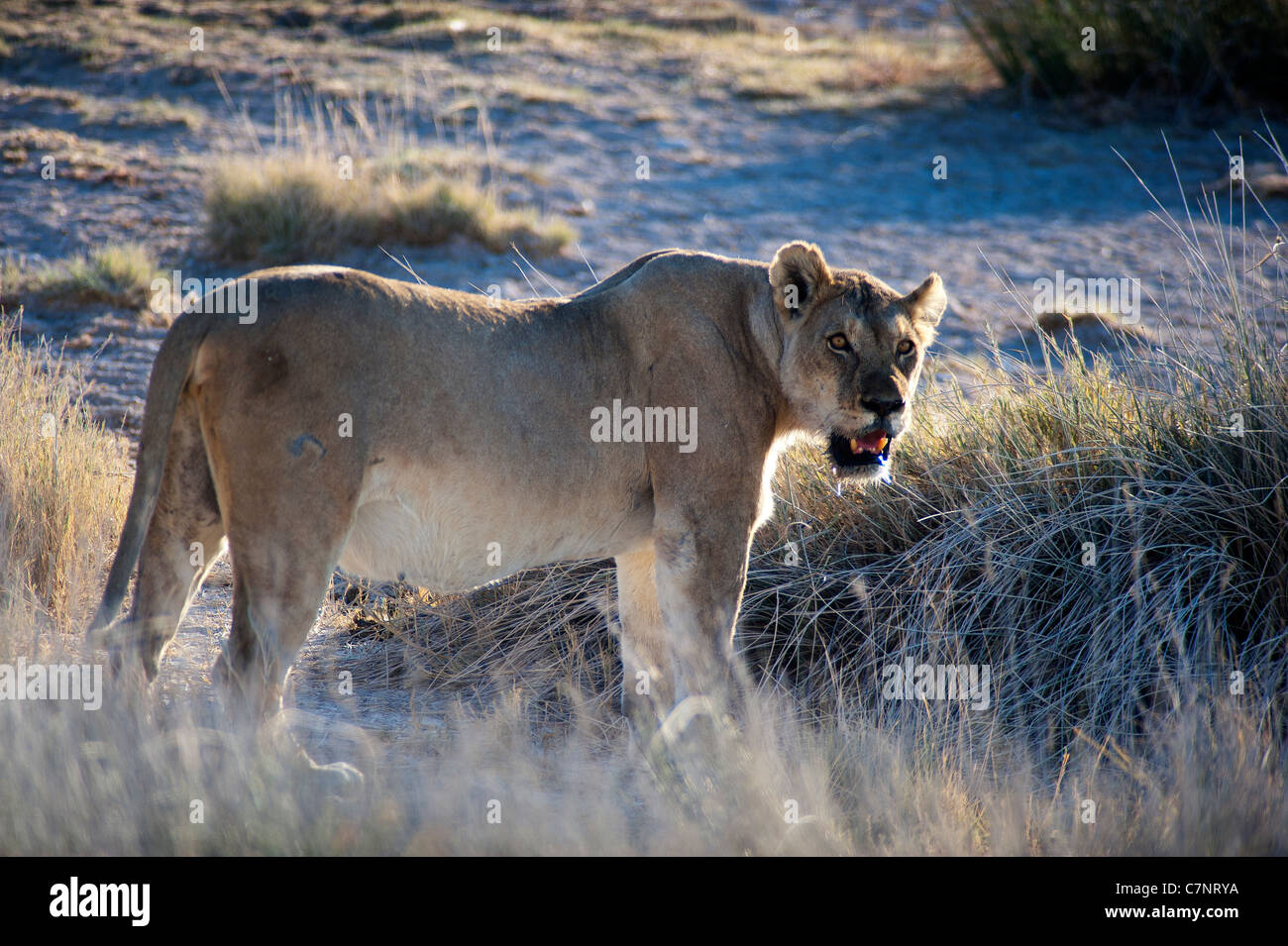 Lioness (Panthera leo) au trou d'eau de Salvadora, Parc national d'Etosha, Namibie Banque D'Images