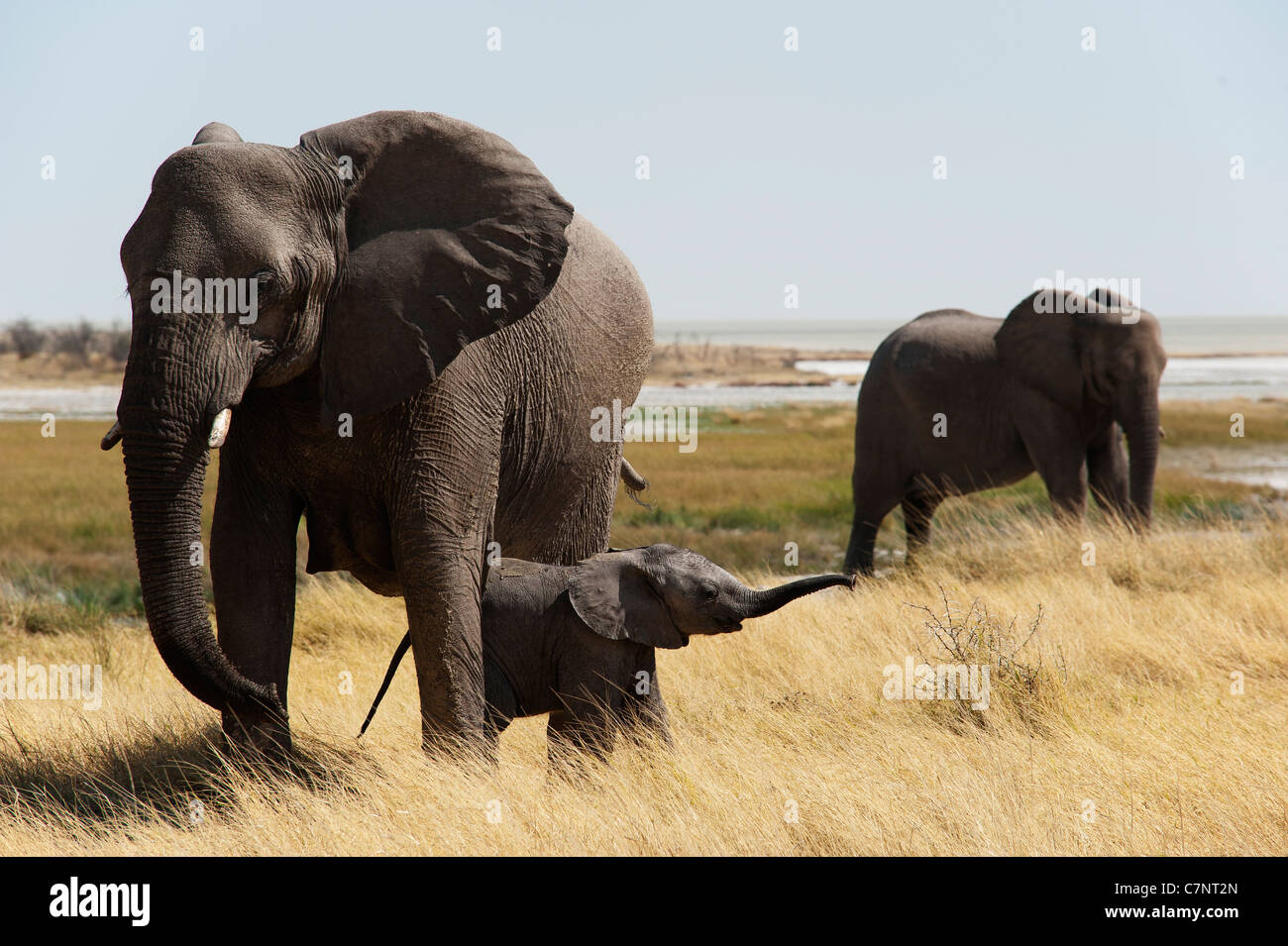 La mère et le bébé éléphant, Etosha National Park, Namibie Banque D'Images