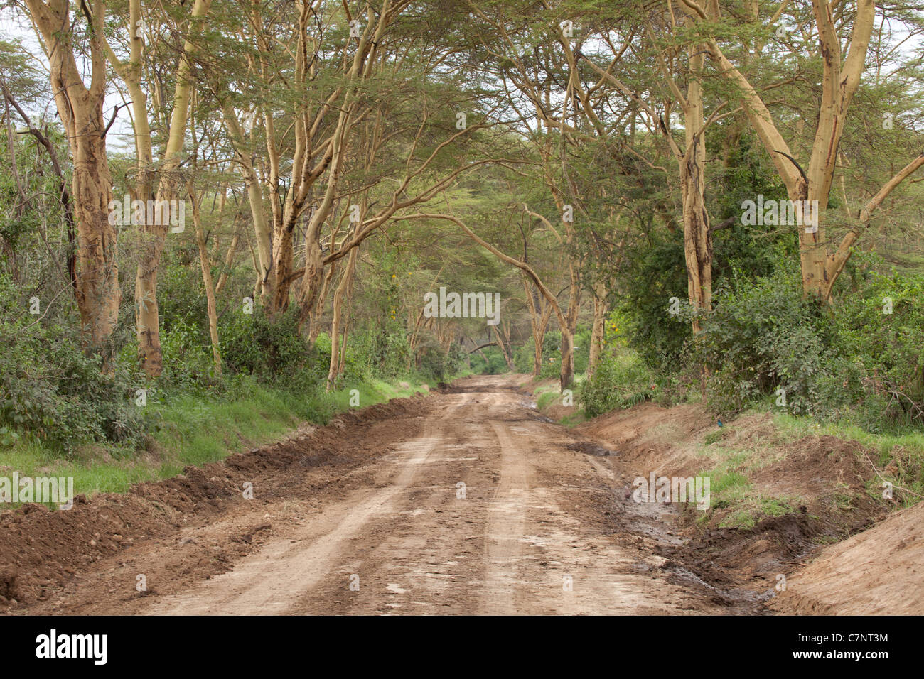 Route boueuse bordée d'arbres de la fièvre après leur classement, Parc national du lac Nakuru, Kenya, Africa Banque D'Images