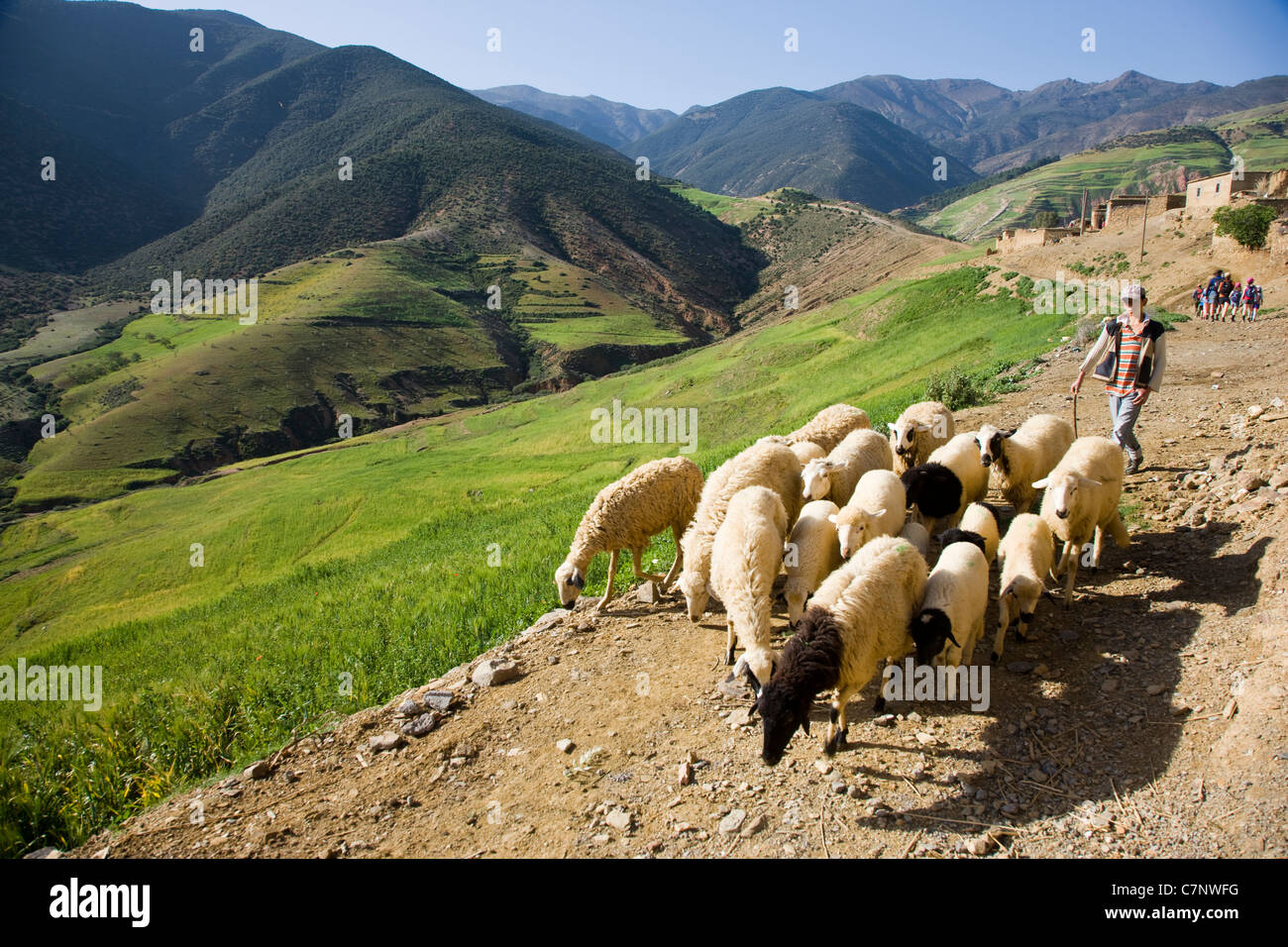Berger et troupeau de moutons dans les contreforts de l'Atlas Banque D'Images