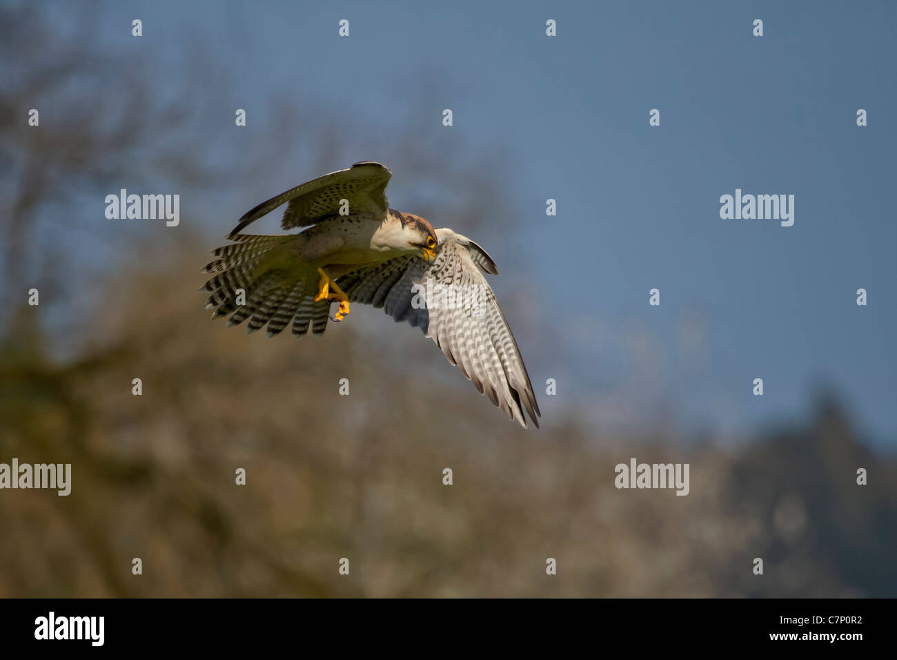 Falco biarmicus Lanner Lanner Falcon JAGEN GREIFVOGEL Lannerfalke oiseau de proie falke fliegen battant greife raptor chasse Banque D'Images