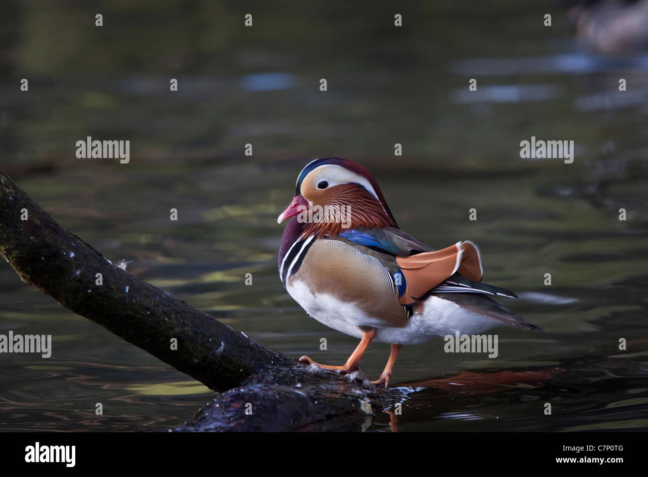 Canard coloré Banque de photographies et d'images à haute résolution - Alamy