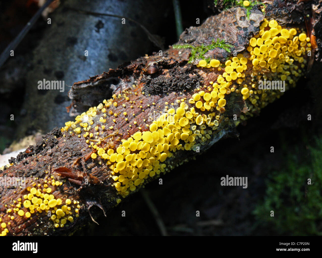 Disco citron champignon, amphibien Bisporella citrina,. Syn. Bisporella claroflava. Banque D'Images
