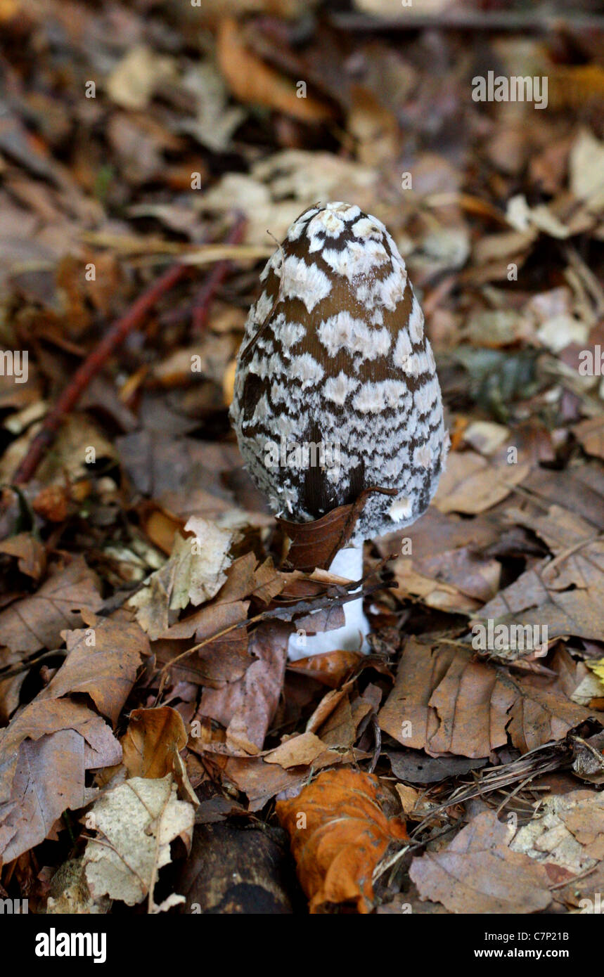 Inkcap Magpie Champignon, Coprinopsis picacea, footballeur angolais Banque D'Images